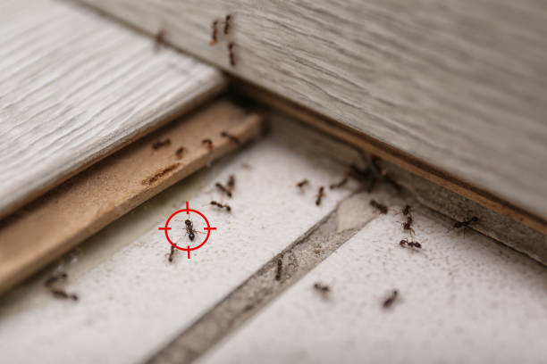Pest Prevention Services in Western Lake, TX