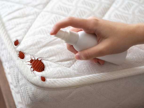 Best Termite Control Services  in Western Lake, TX