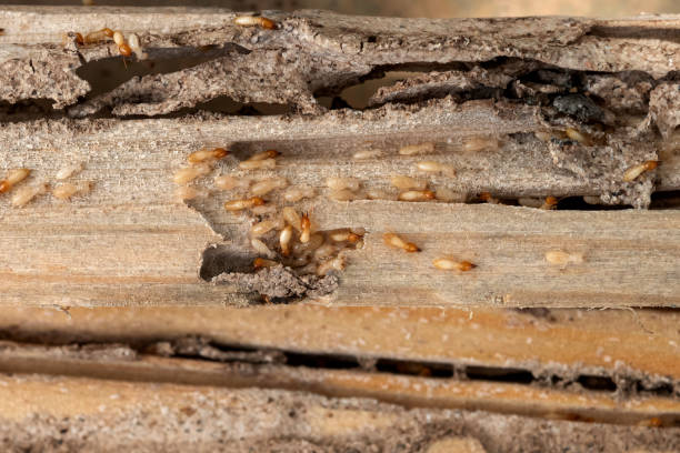 Best Exterminator Services  in Western Lake, TX